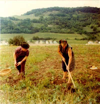 Bei der Kartoffelernte