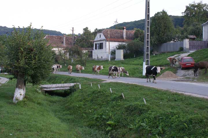 Almen August 2009